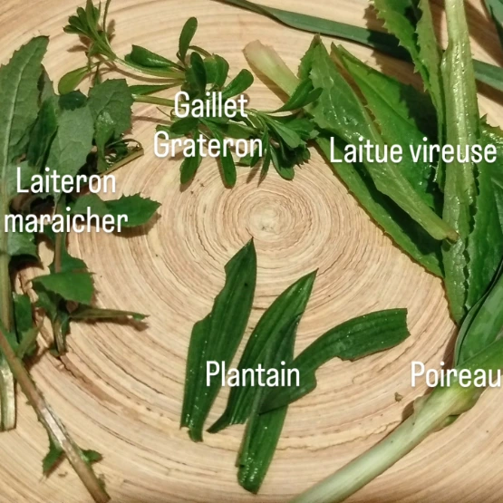 Atelier découverte plantes sauvages et art de la tisane